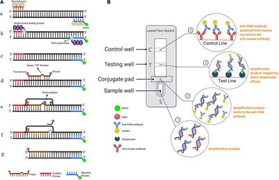 Rapid On-Site Detection of the Bursaphelenchus xylophilus Using Recombinase Polymerase Amplification Combined With Lateral Flow Dipstick That Eliminates Interference From Primer-Dependent Artifacts